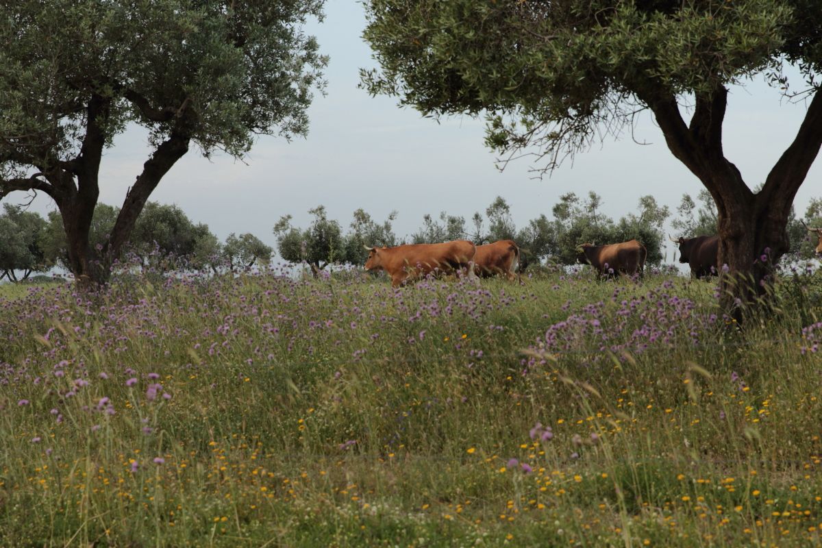 Per tre anni gli animali sono stati liberi di pascolare e di mangiare l'erba che cresceva spontaneamente sotto gli alberi di olivo, nonché i polloni delle piante stesse
